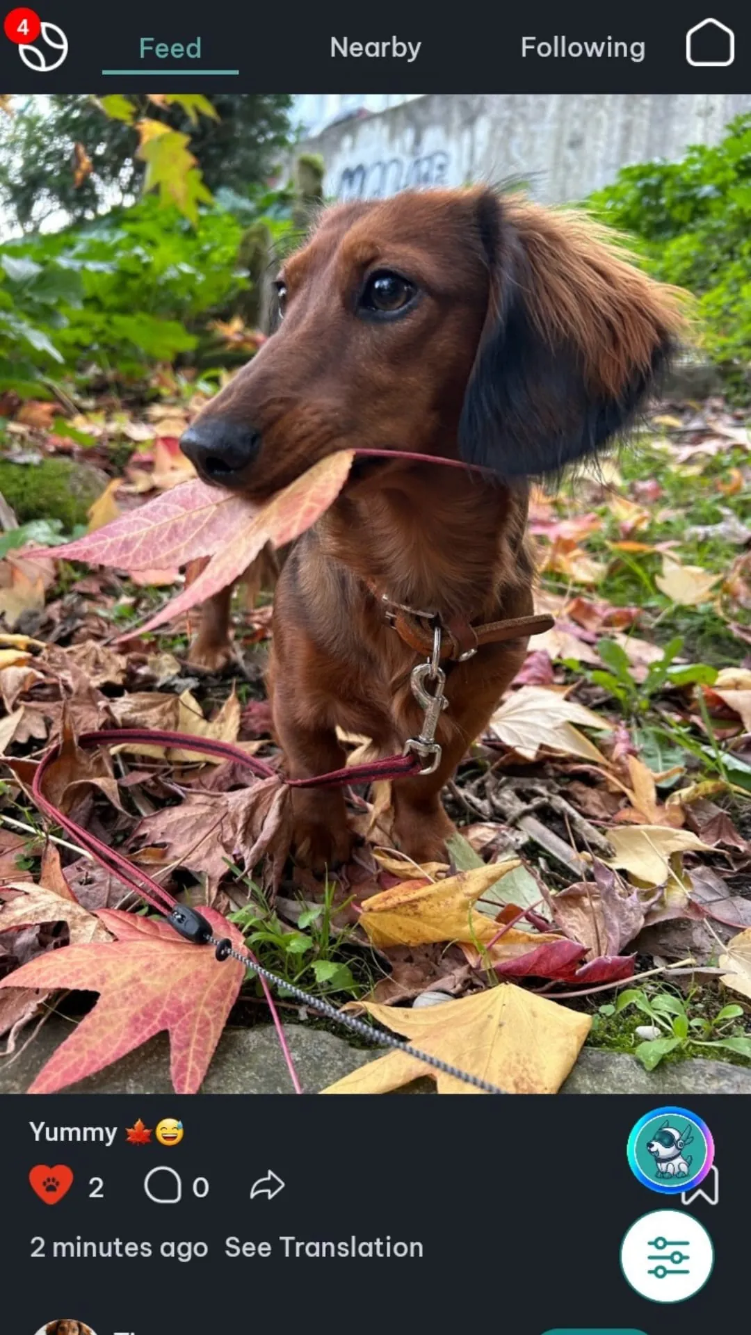 DogPack - Explore with the dog