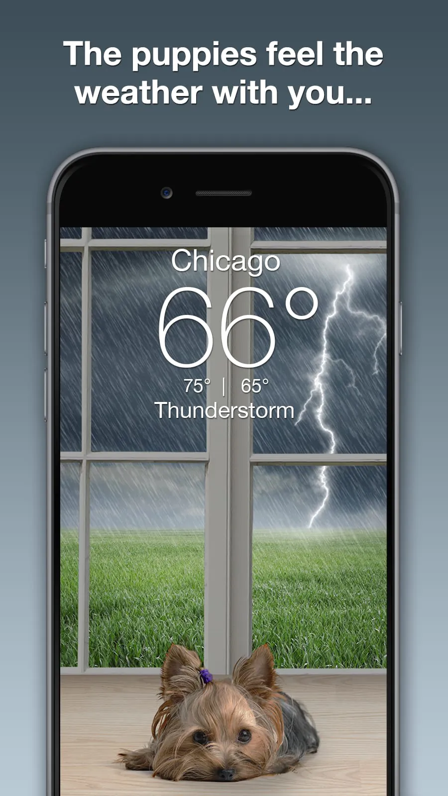 Weather Puppy - App & Widget